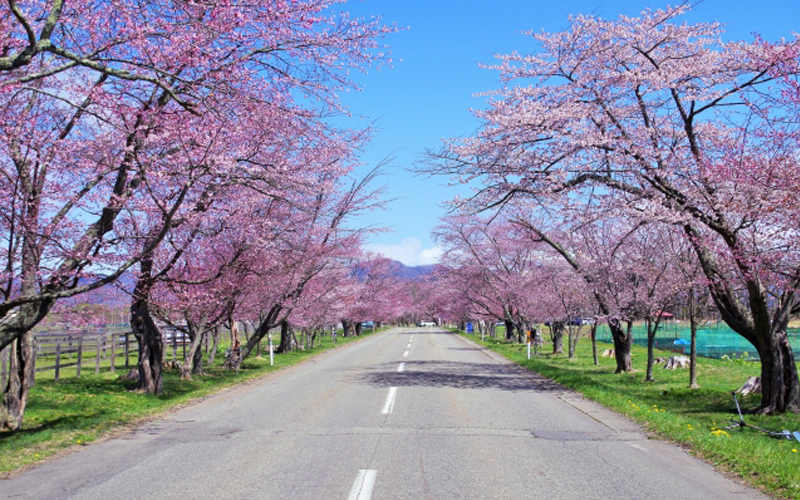 日本一の二十間桜並木