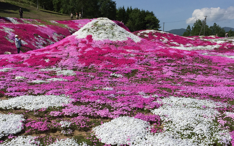 三島さんちの芝桜の羊蹄山