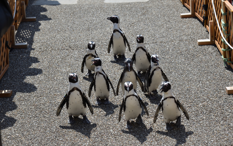 名古屋港水族館のペンギンのお散歩