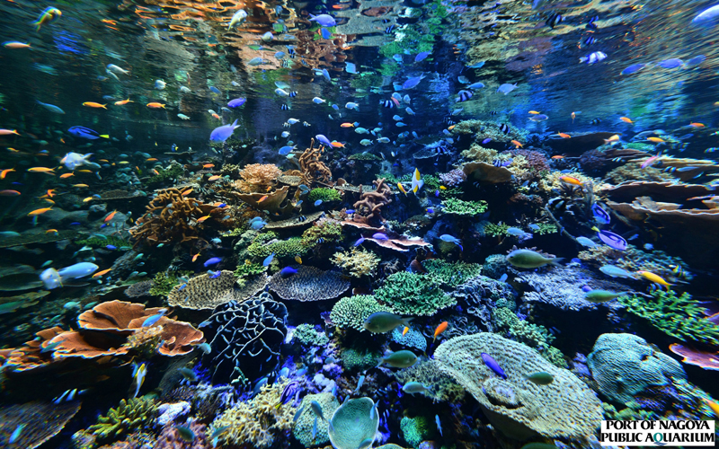名古屋港水族館のサンゴ礁大水槽