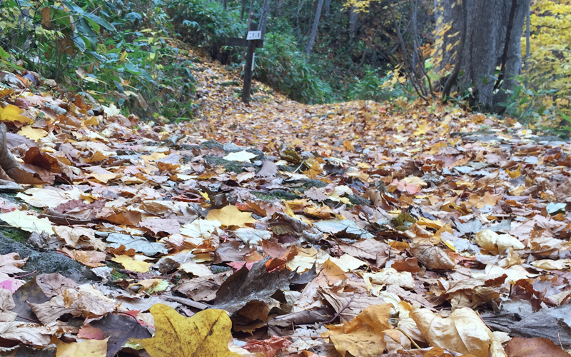 晩秋の定山渓「落ち葉の絨毯」