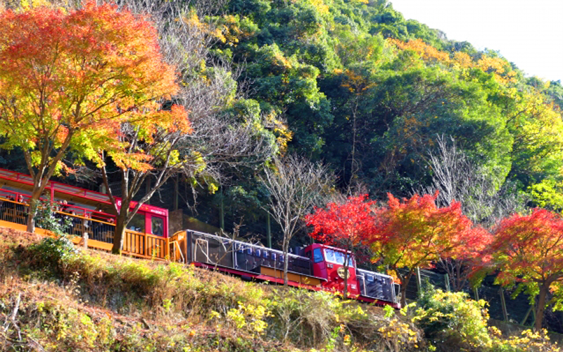 嵯峨野トロッコ列車の紅葉
