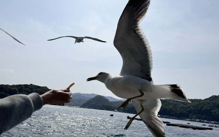 カモメの餌やり体験