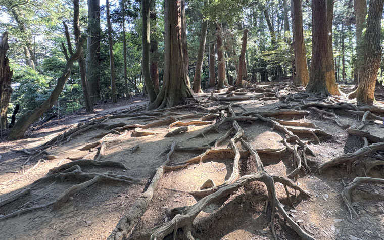 木の根道